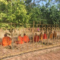 Monks praying under Bodhi tree