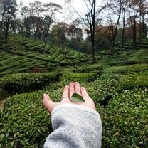 Our walk through the tea gardens in Palampur