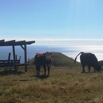 Just some Coos on a hike in the Lower Hutt suburbs