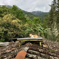 Image of a cat on the roof at my rural homestay