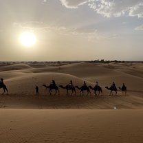 Camel Ride in the Saharan Desert during a sunset.