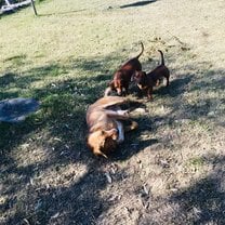 Homeless dogs in the park