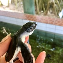 Trip to Sea Turtle Conservation Center in Induruwa.