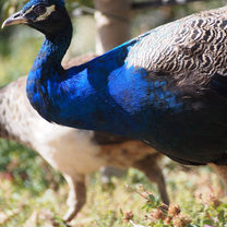 Peacock at a farm in Morocco