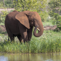 An elephant next to the river