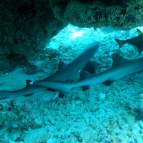 2 White Tip Sharks at BTC dive site
