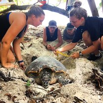 The team working up a female turtle who had come up onto the beach to neat 