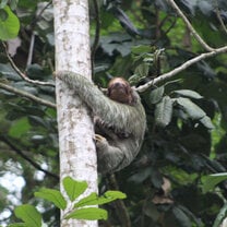 Sloth in La Fortuna