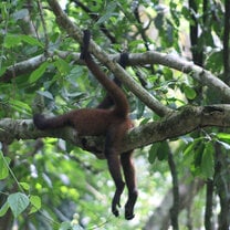 Spider Monkey taking a nap in Corcovado National Park on the Osa Peninsula, a rich biodiversity hotspot containing 5% of the world's biodiversity