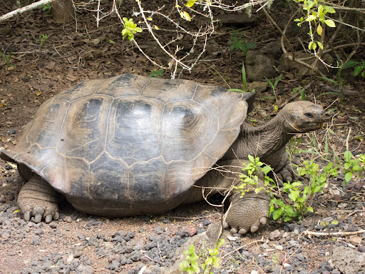 Turtle in Ecuador