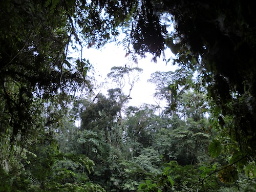 forest in ecuador