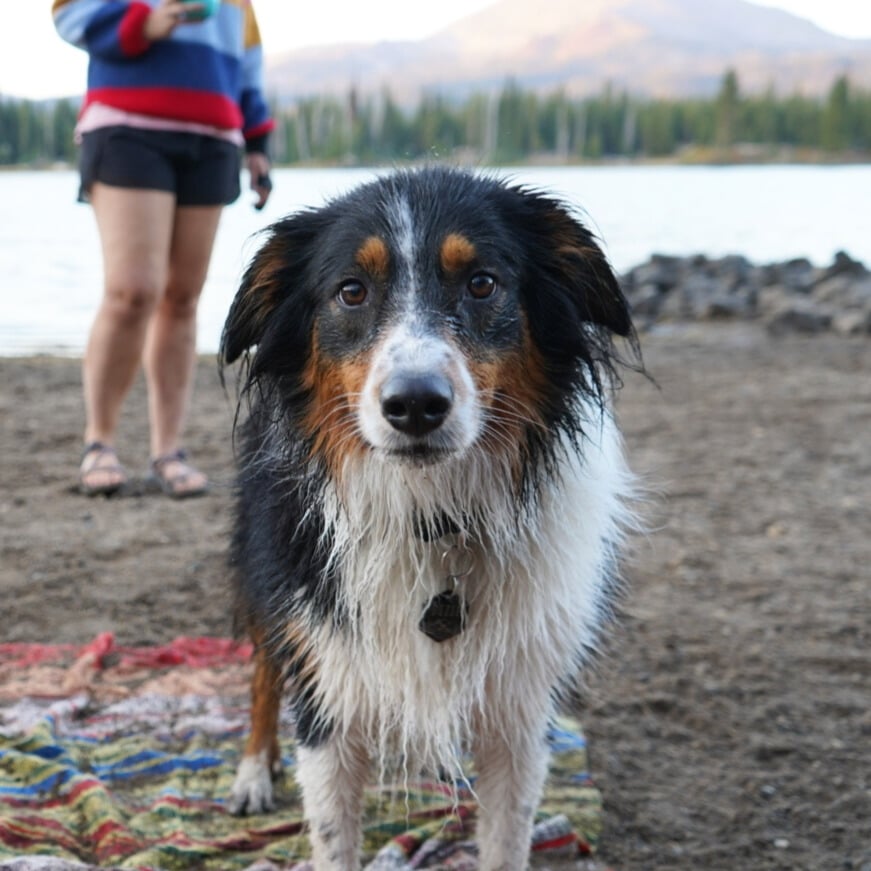 Dezie Bio