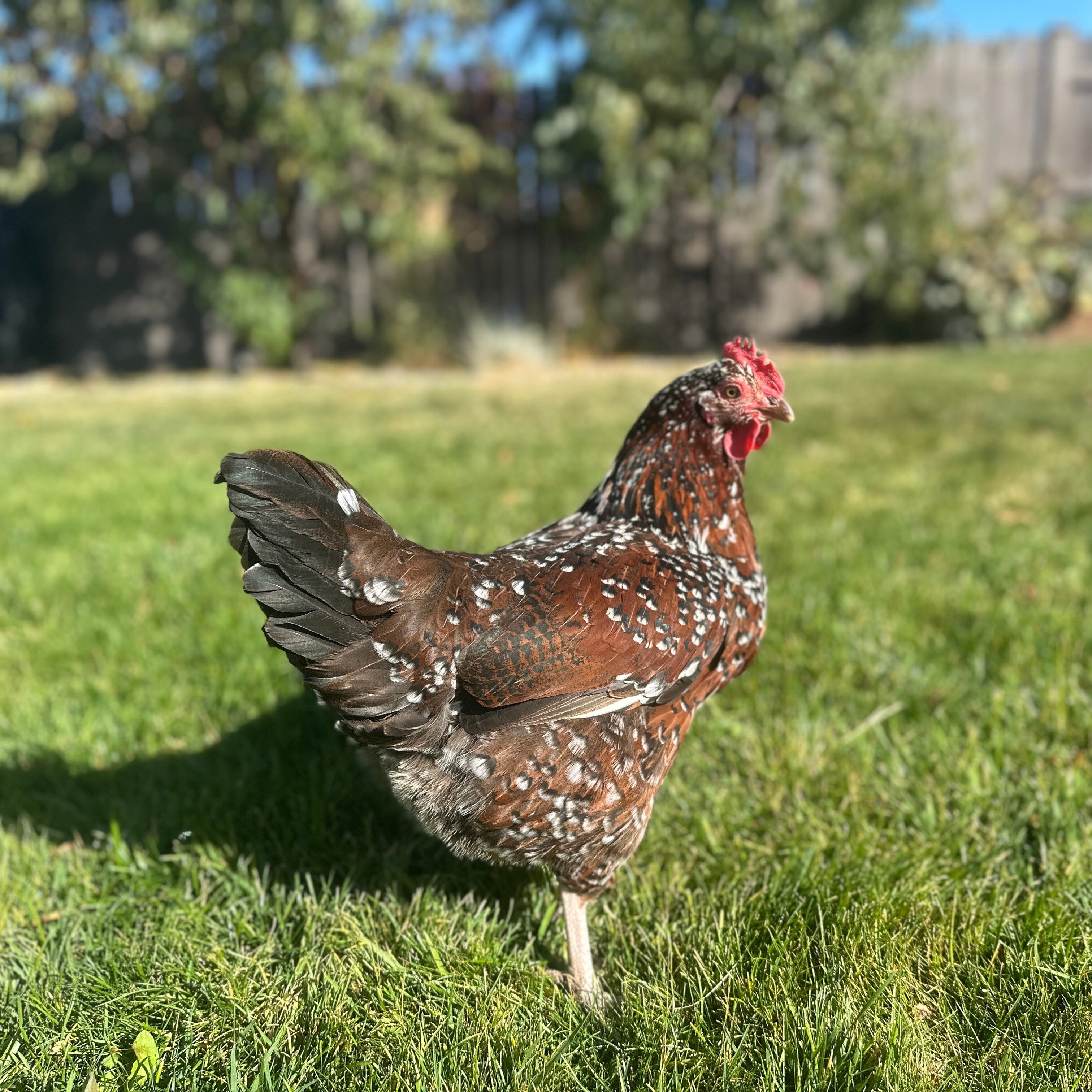 Rhonda Bio