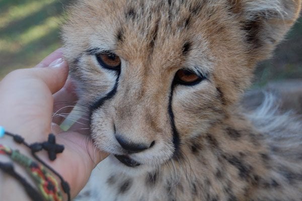 cheetah cub in South Africa