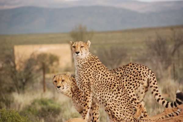 Spotted two cheetahs while on a safari!