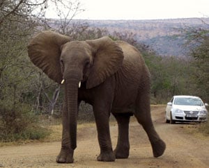 South African elephant Lindsay encountered