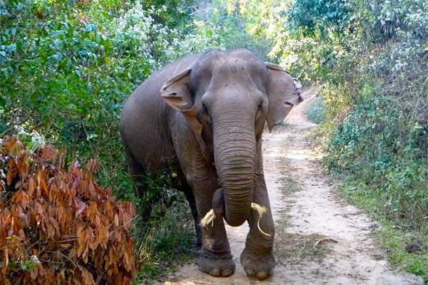 Volunteering in Thailand can help make a difference for elephants!