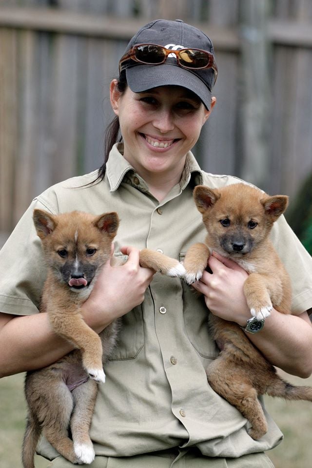 Volunteer at Australia's Koala Sanctuary | Go Overseas Volunteer at Australia's Koala Sanctuary | Go Overseas