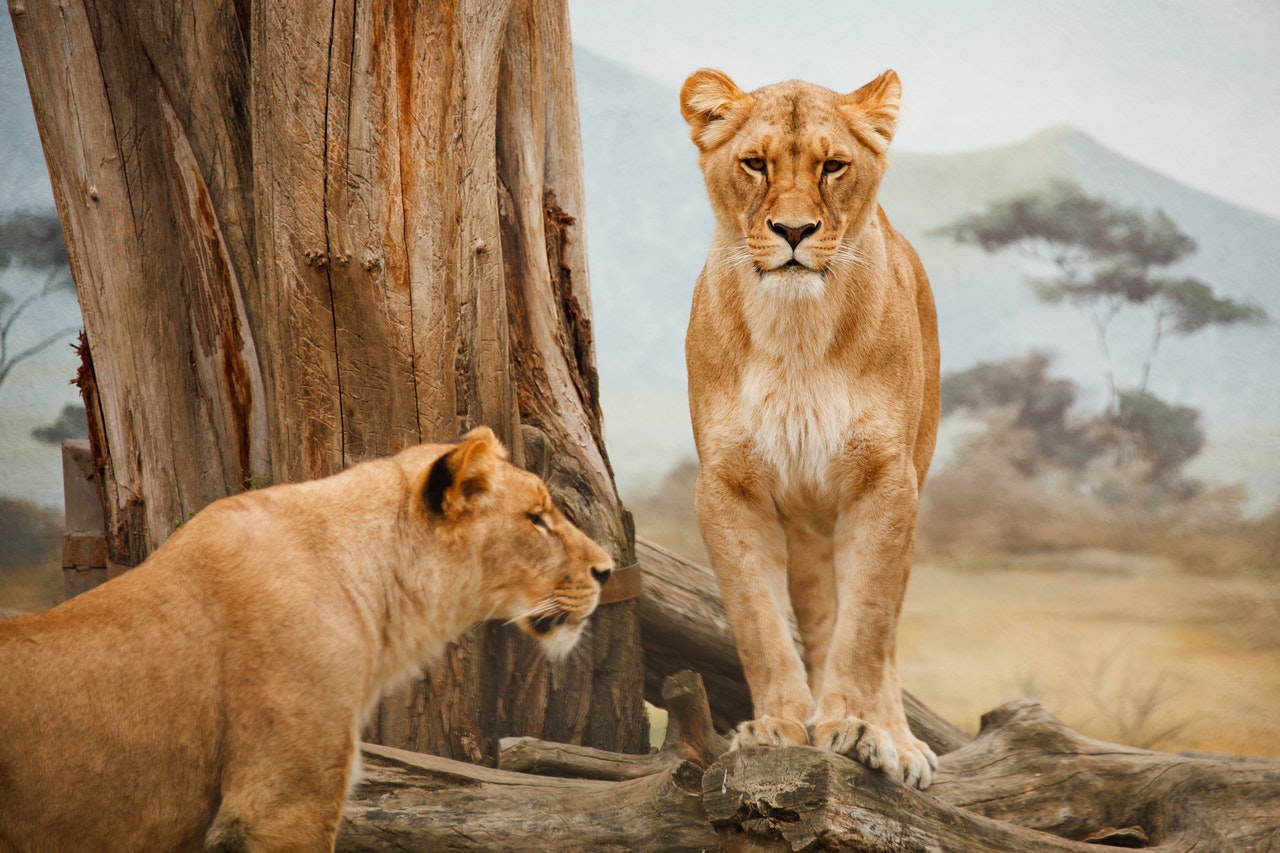 Animal Conservation Volunteer in South Africa | Go Overseas Animal Conservation Volunteer in South Africa | Go Overseas