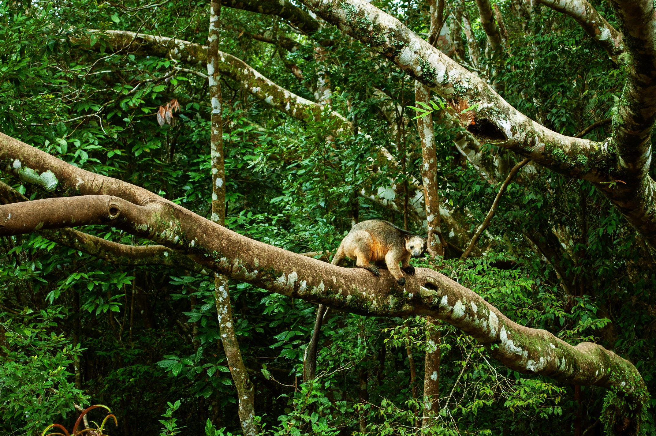 SFS Study Abroad Rainforest Studies in Australia Go Overseas picture