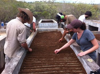 Sorting and planting endemic coffee