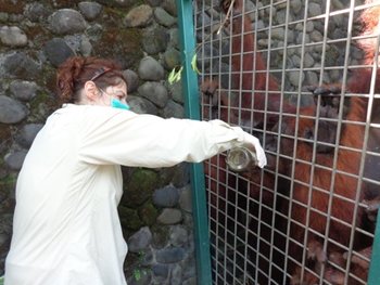 Ronna, an Ecoteer volunteer, feeding honey to an orangutan