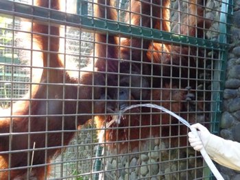 Two orangutans drinking water from a hose