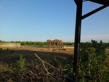 Elephants on the reserve in Botswana