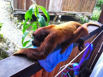 Lyndsay's new friend in Peru, lounging outdoors