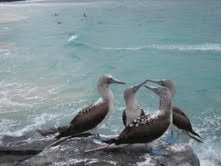 Love birds by the ocean