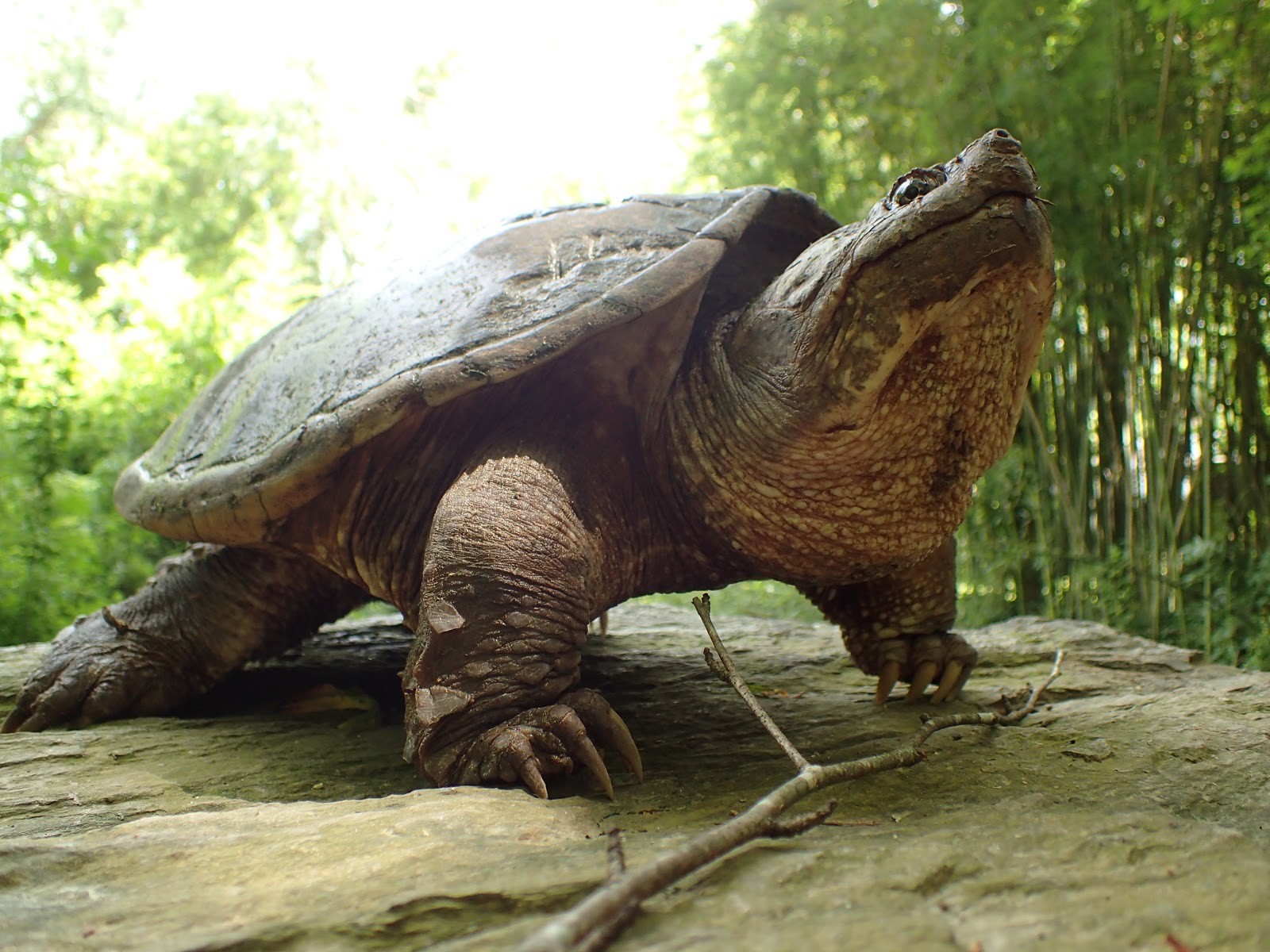 One of the many snappers captured during my research