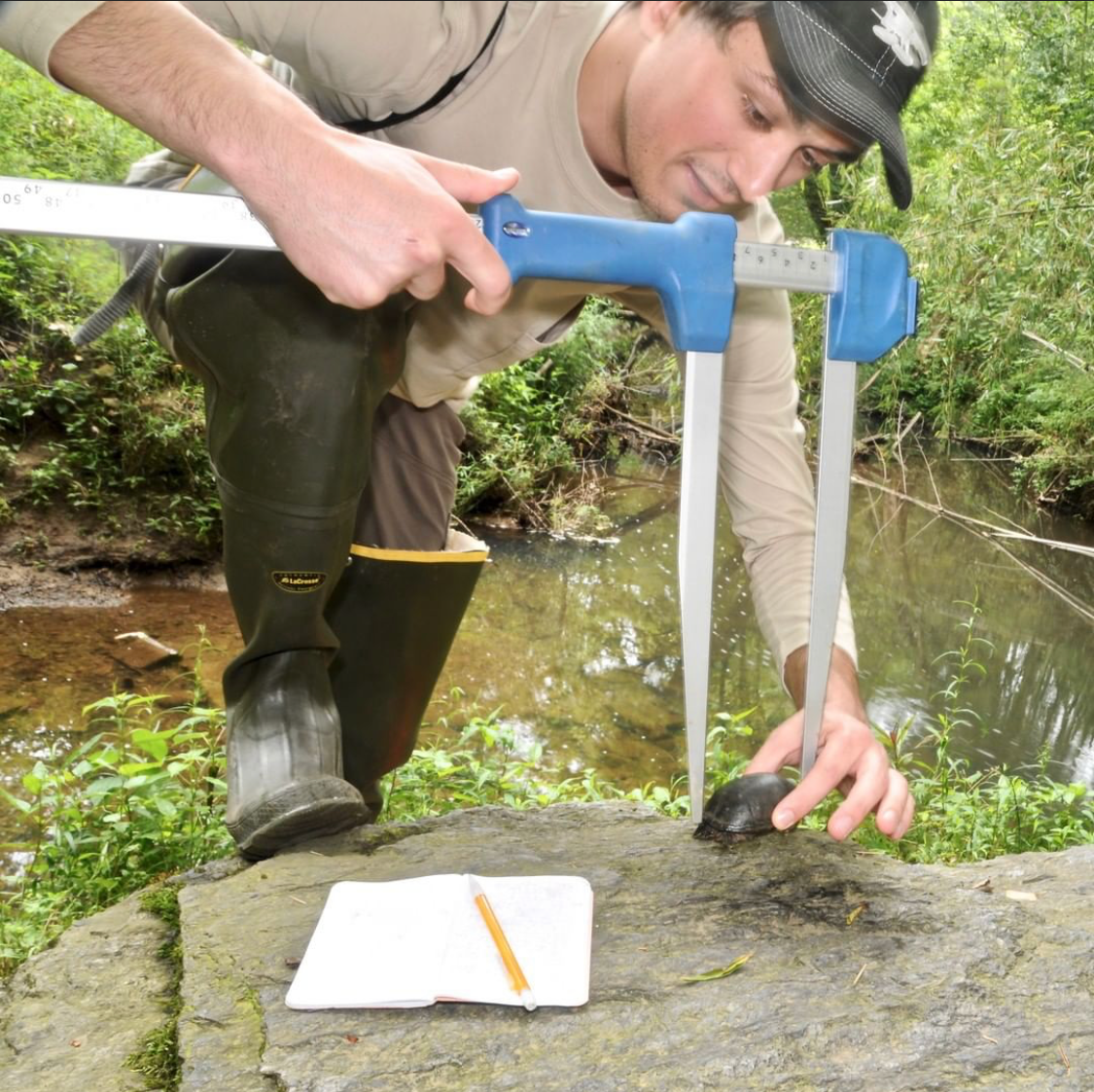 Action shot of me measuring on of the little Musk Turtles from the preserve