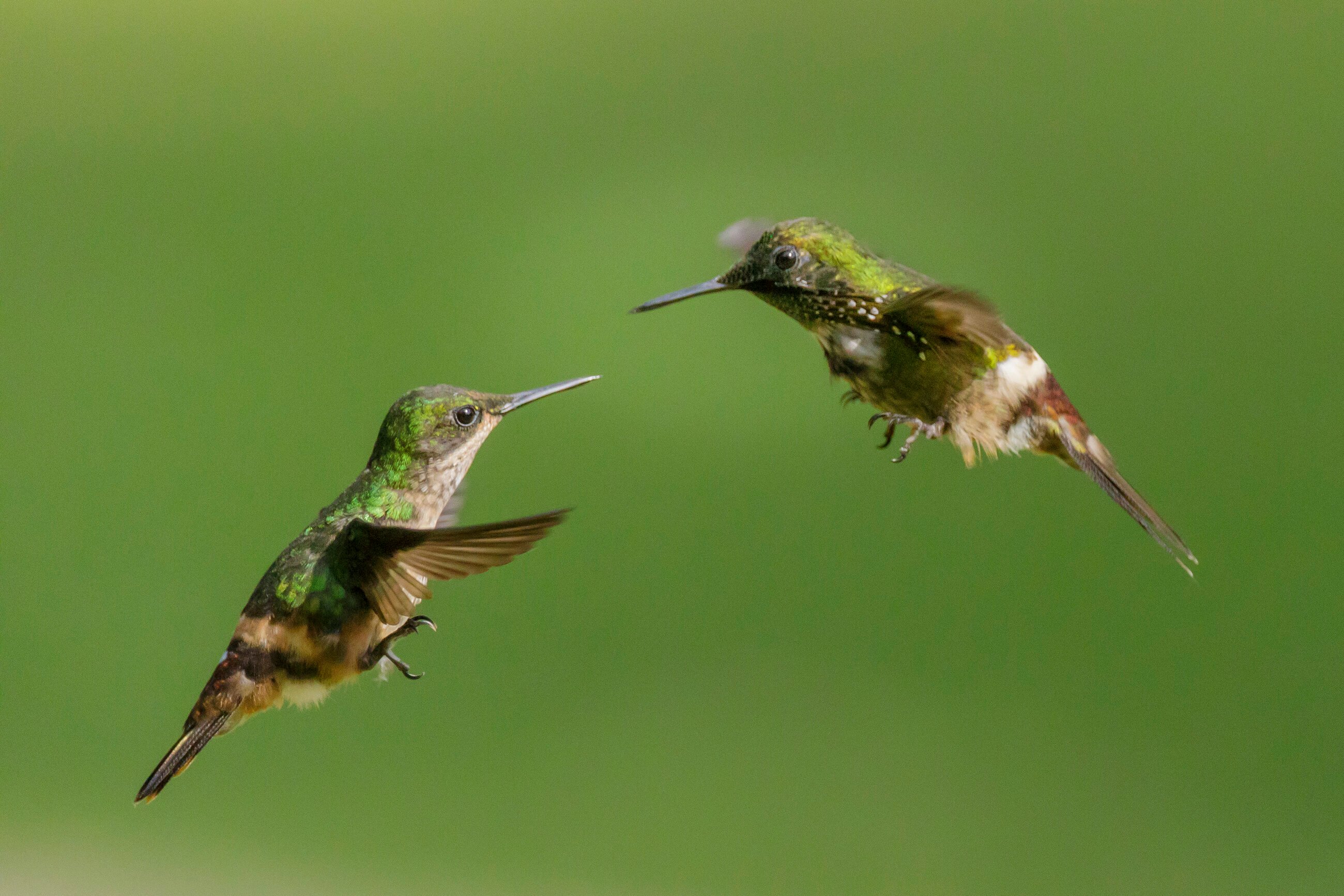 the flirting hummingbirds