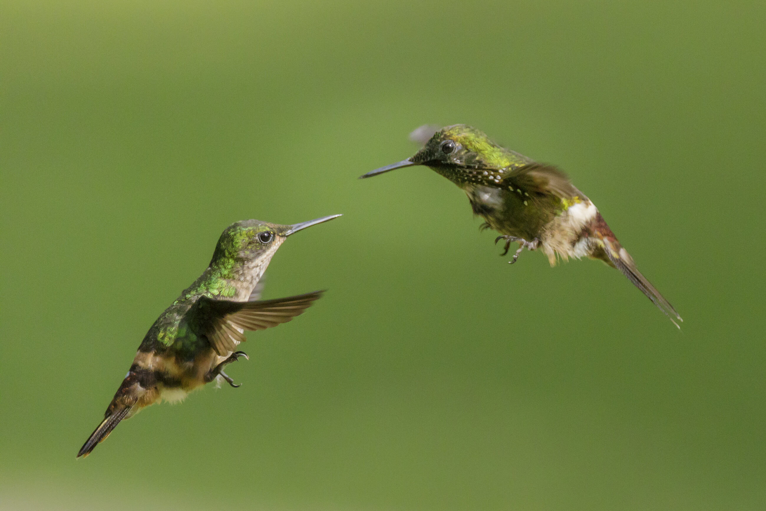 the flirting hummingbirds