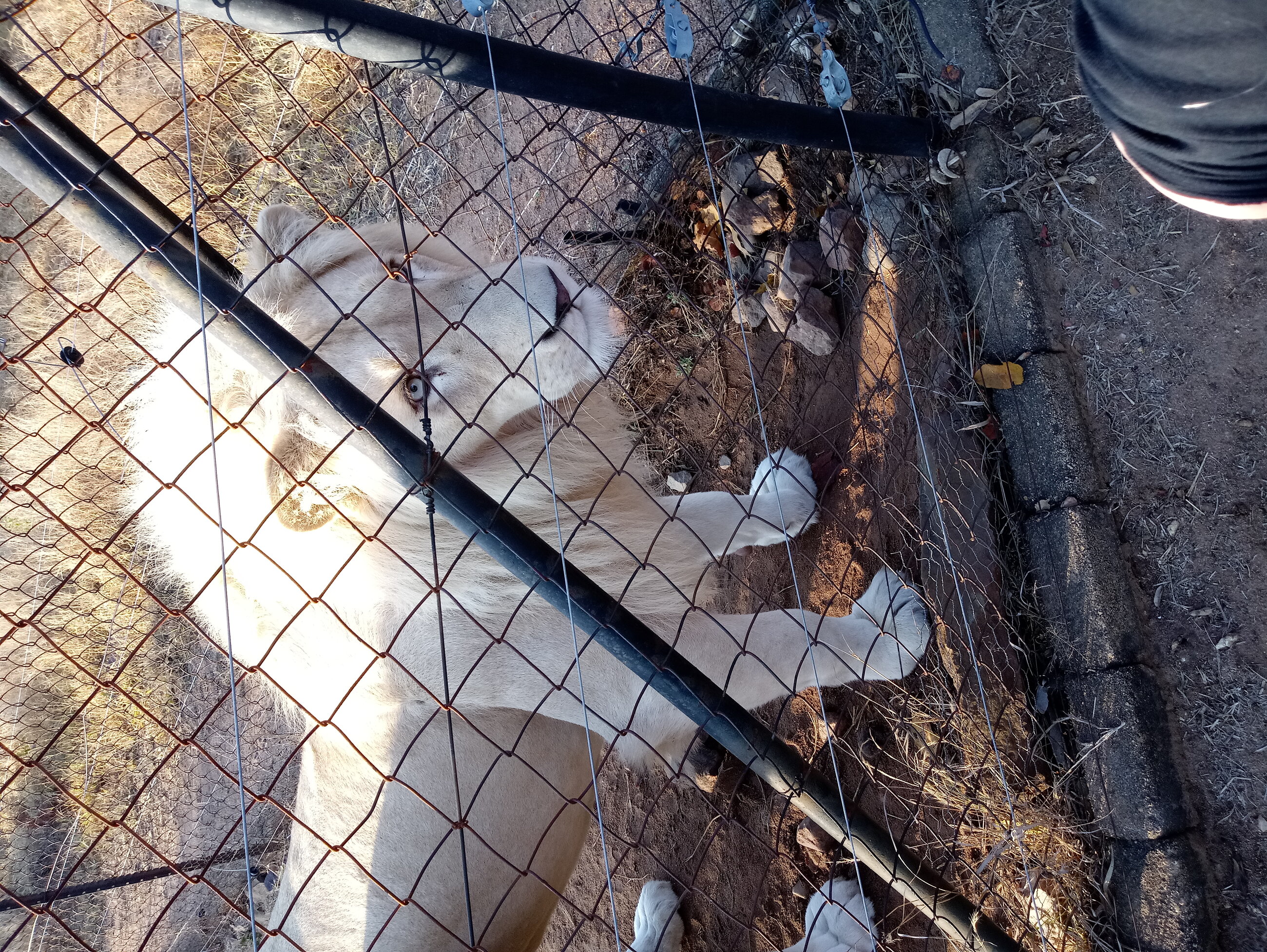 White lion