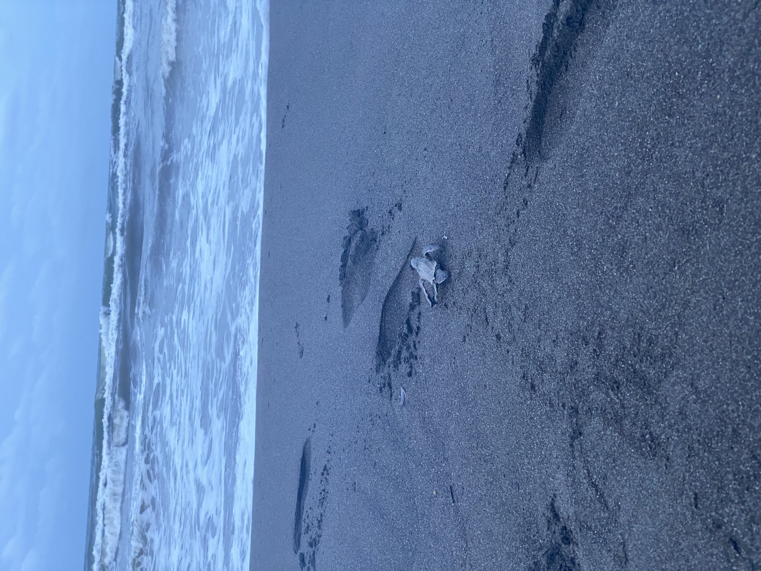 Hatchling going to the ocean