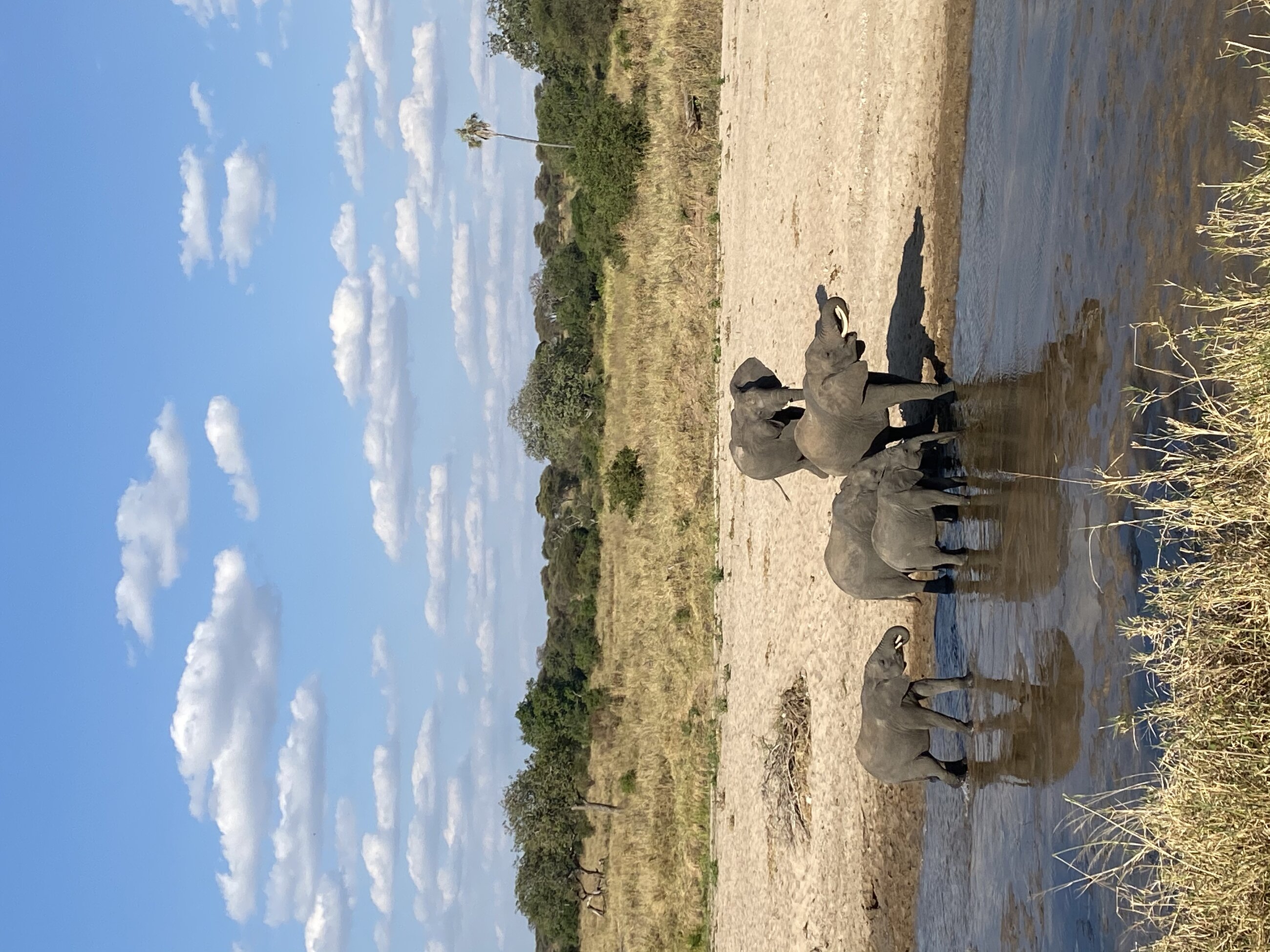 tarangire safari