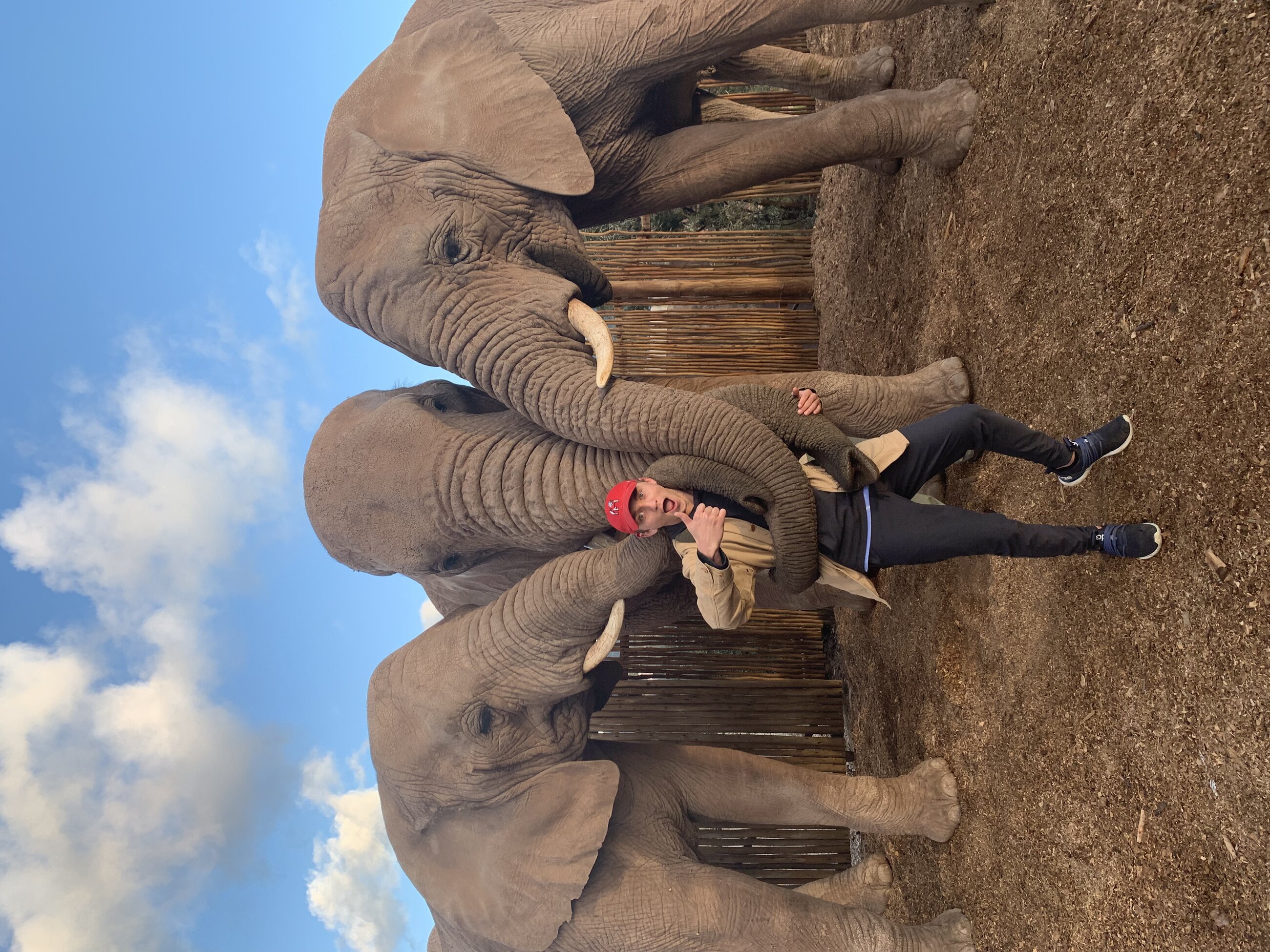 Elephant walk, Garden Route, South Africa