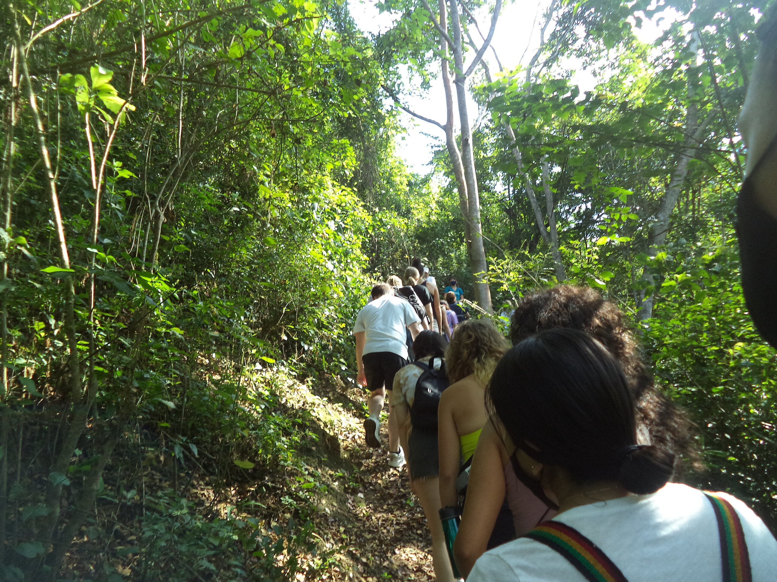 Forest in Rio Muchacho