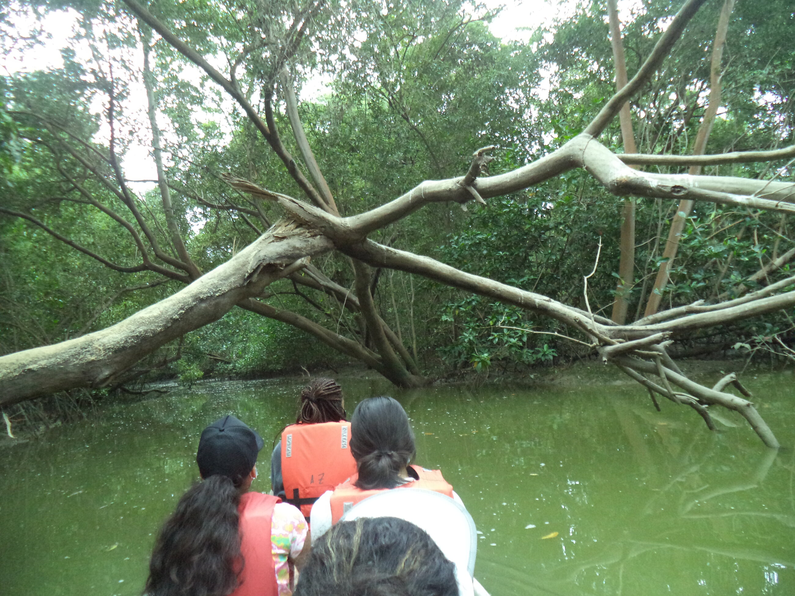 Mangroves