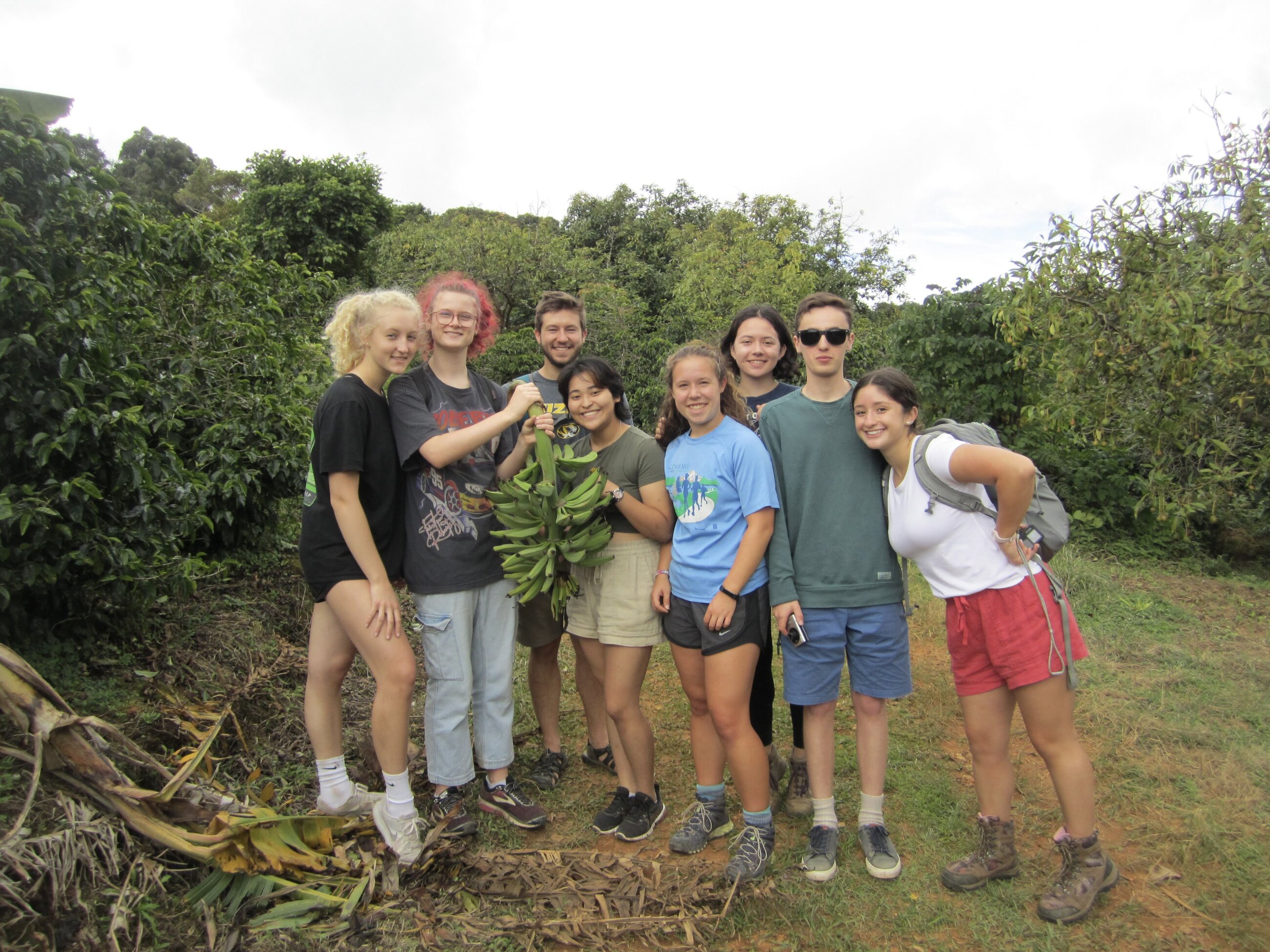 Found falled plantains while on a hike!