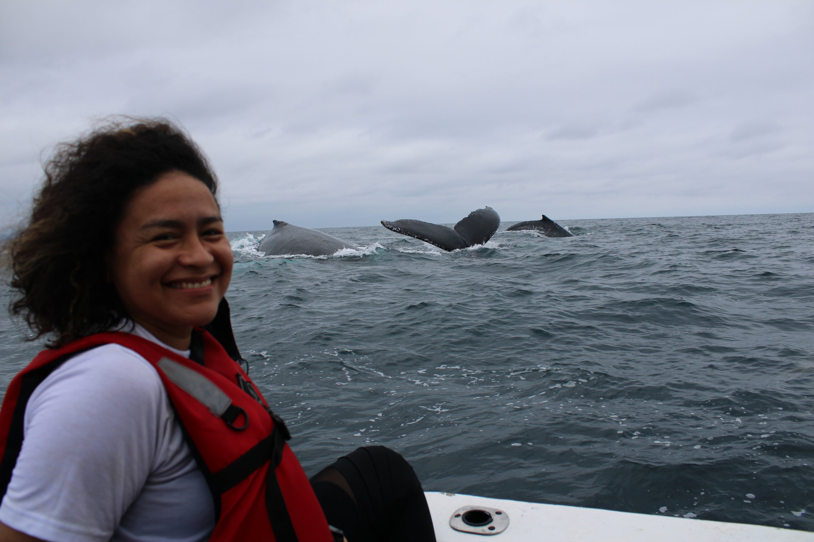 Humpback whales