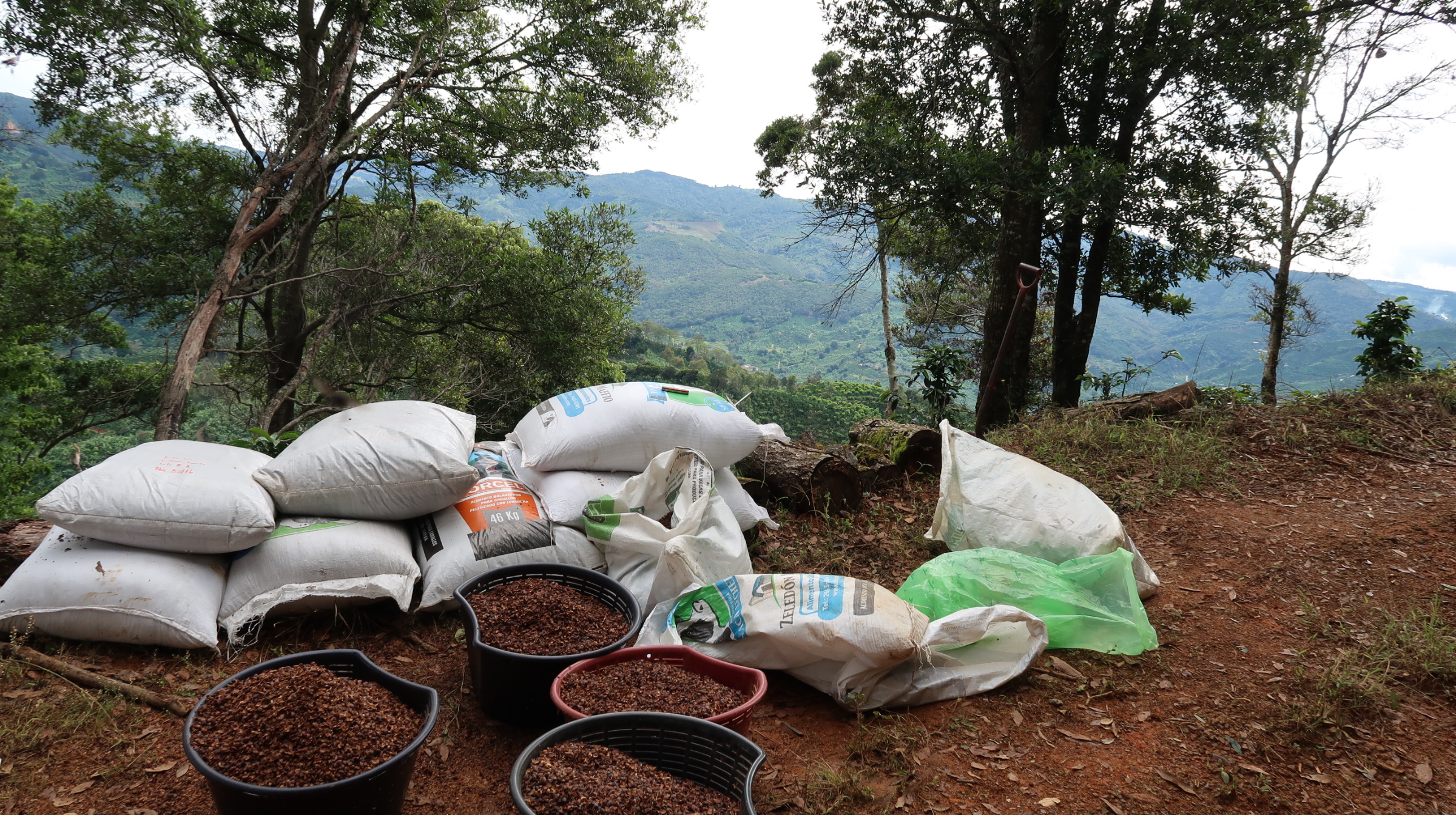 Fertilizing coffee trees in Costa Rica
