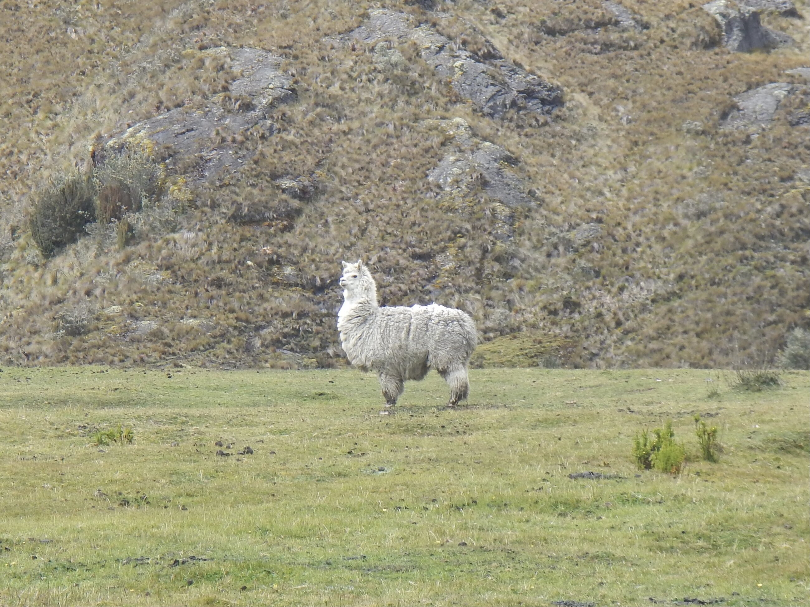 Alpaca In Cajas National Park