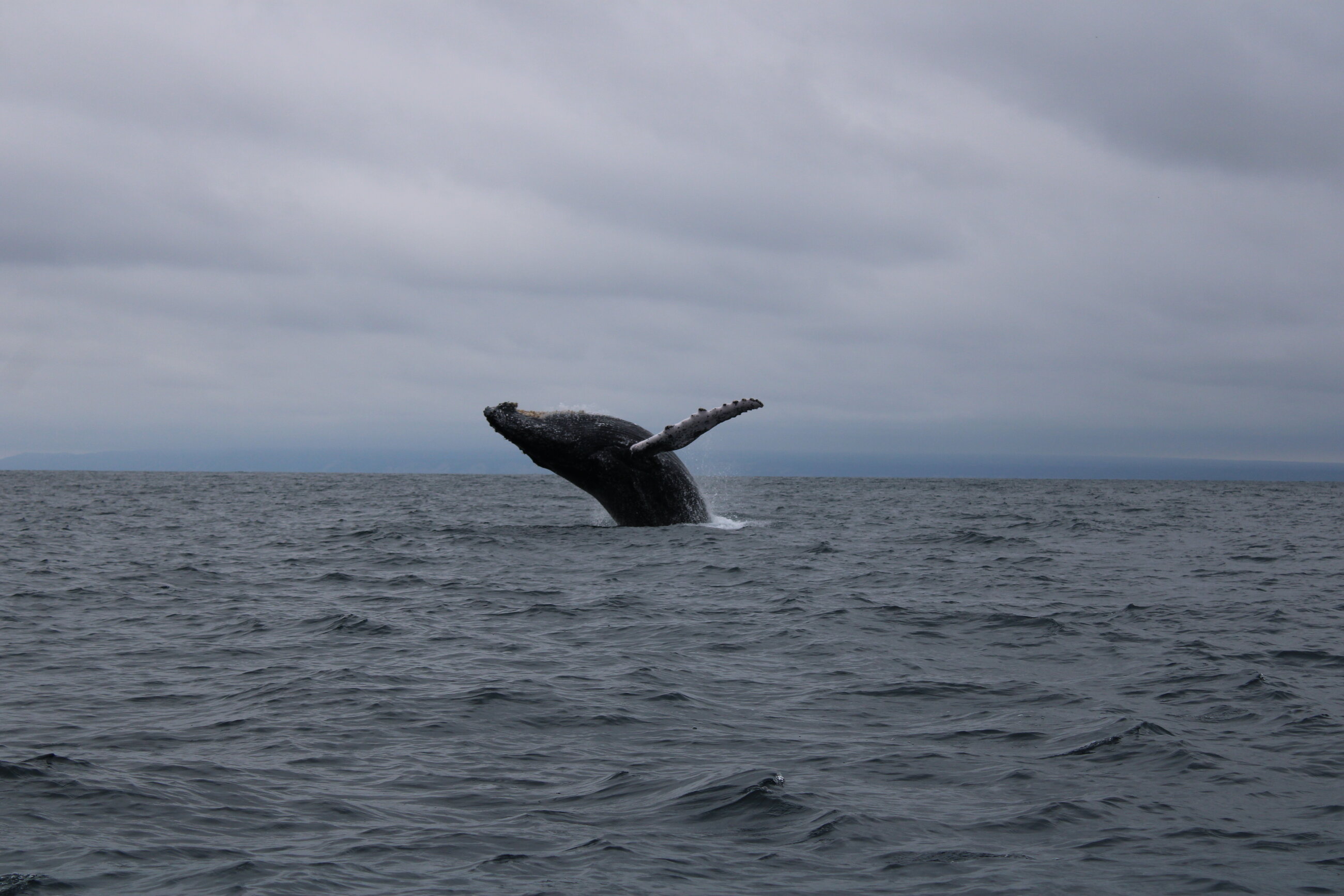 The humpback whales we saw!