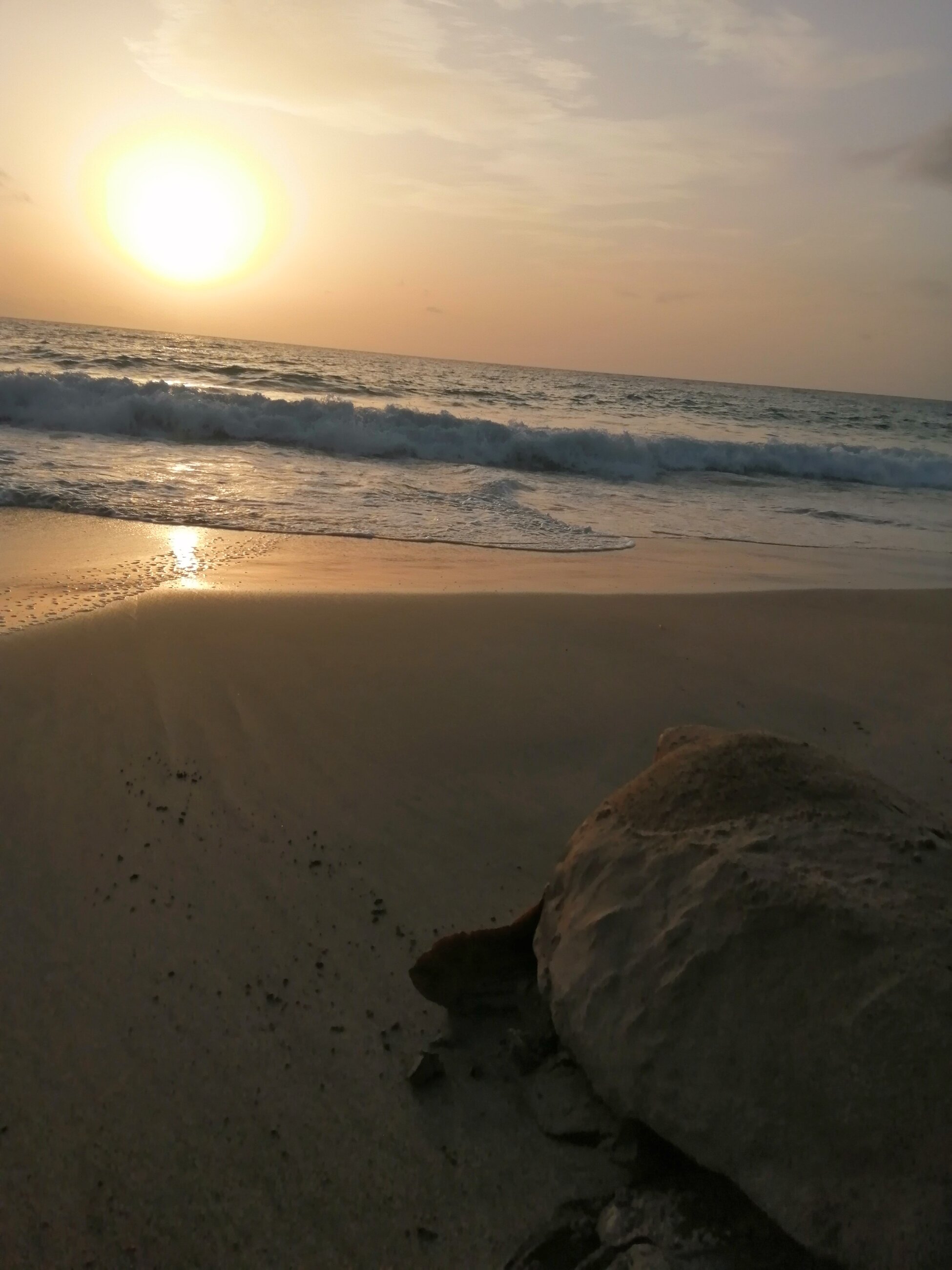Turtle with sunrise
