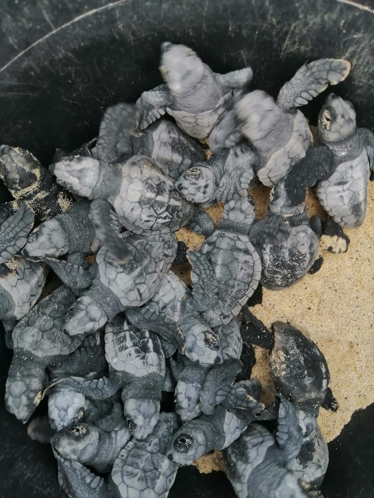 Little turtles waiting to be released to the sea