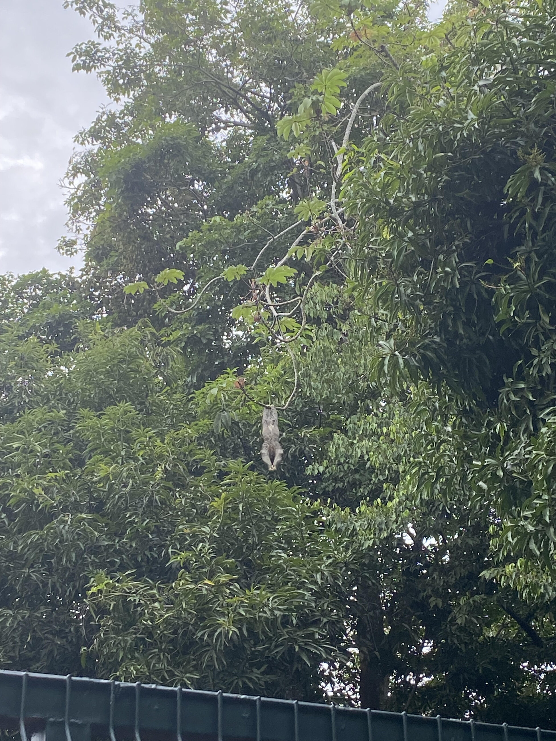 Sloth hanging!