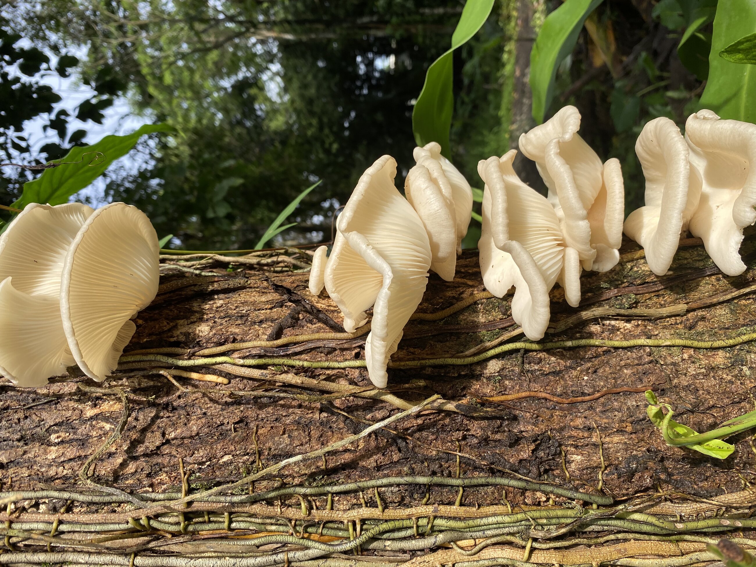 Funky Fungi