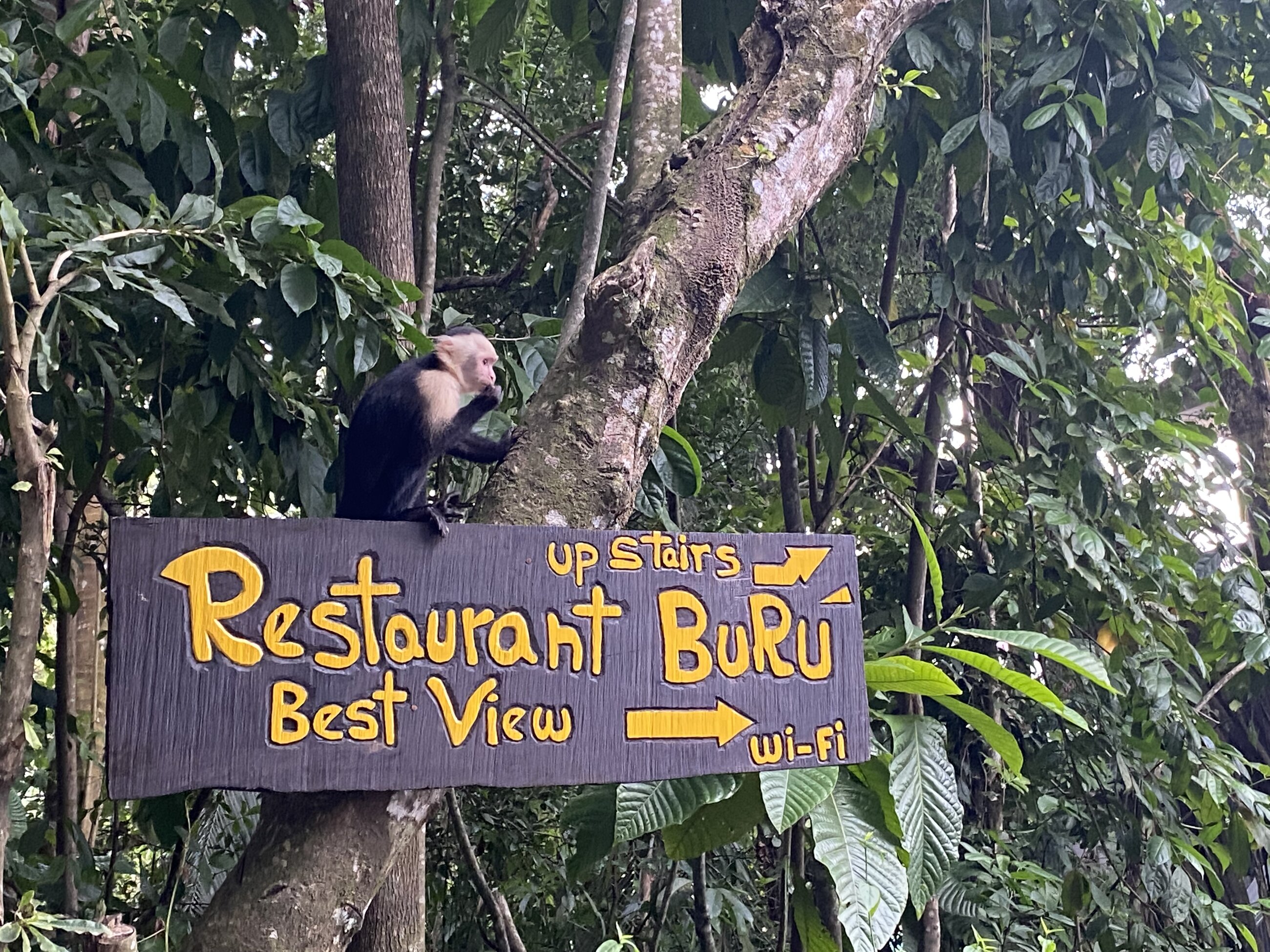 Monkey helping promote happy hour
